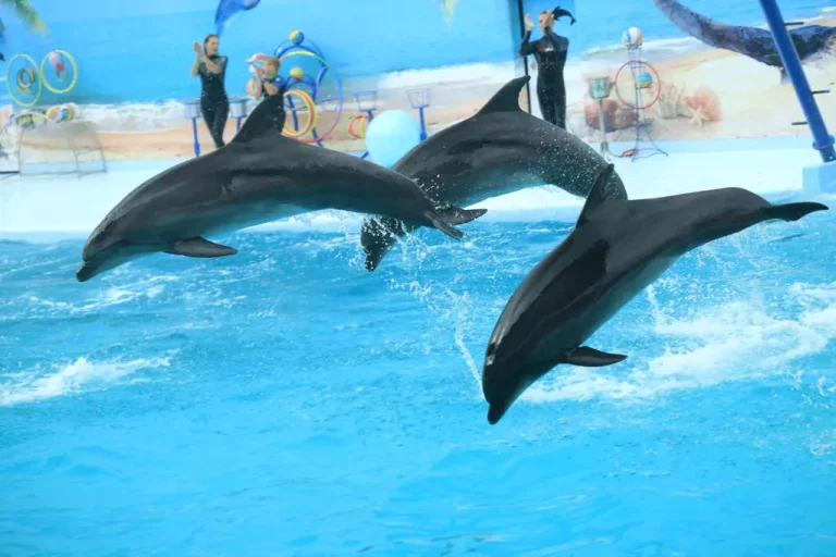 Dolphin Show in Hurghada